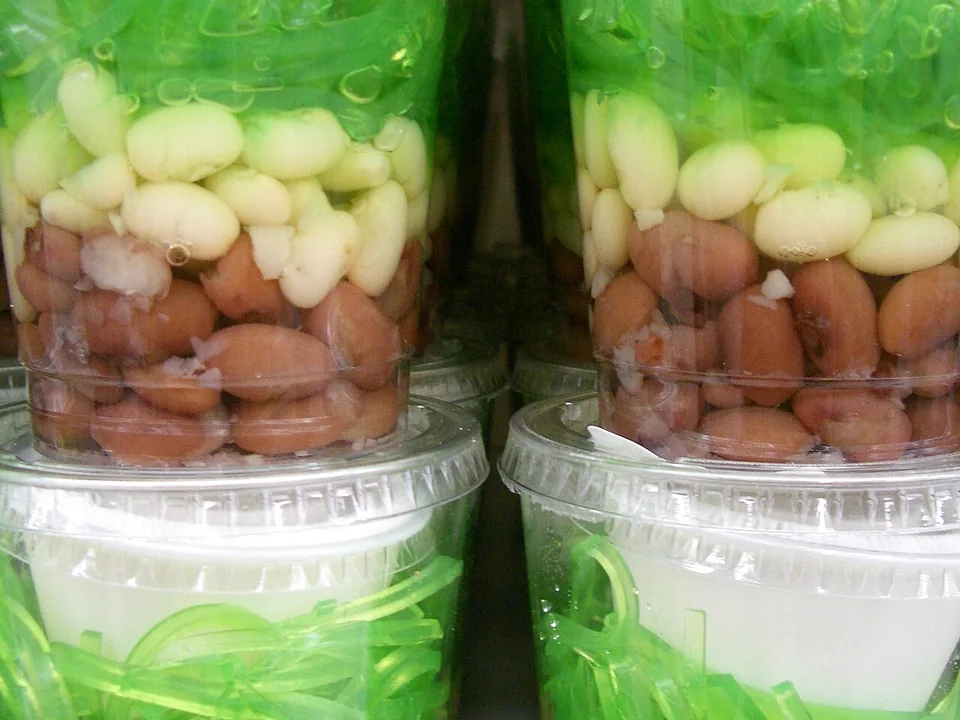 ถั่วแดงกับถั่วสีอ่อนเต็มเม็ดใต้วุ้นเขียวและน้ำแข็งกะทิ